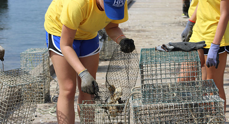 Student collecting oysters