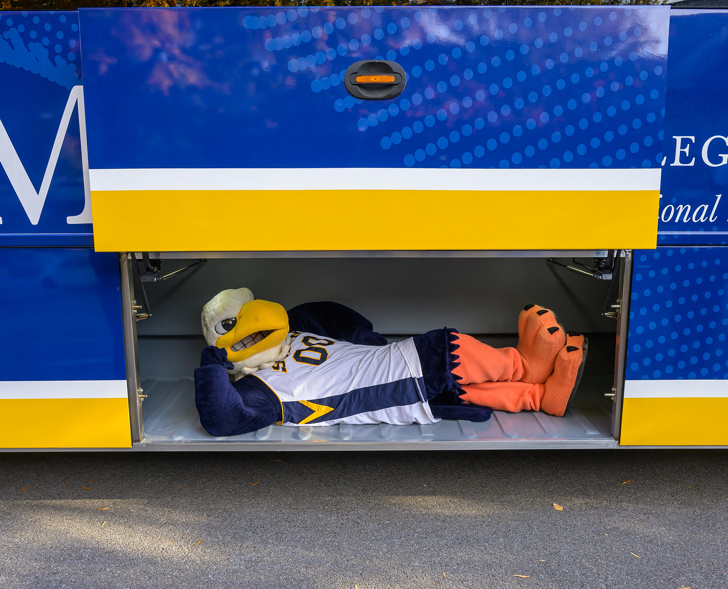 Solomon the Seahawk playfully lounging inside the luggage compartment of a blue and yellow bus.