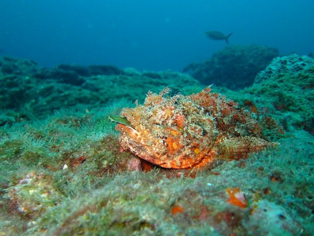 seafloor photo by NOAA on Unsplash