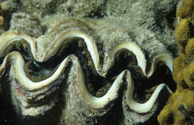 oyster photo by NOAA on Unsplash