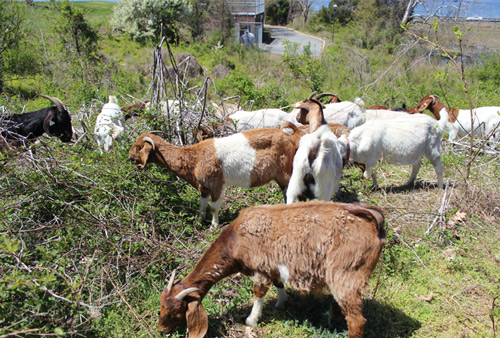 Picture of goats grazing on the St. Mary's campus