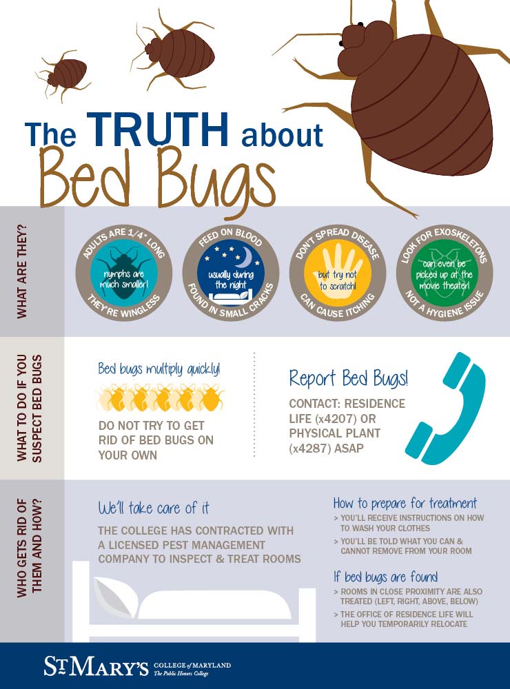 A bed bug information graphic with details about what they are and what to do.