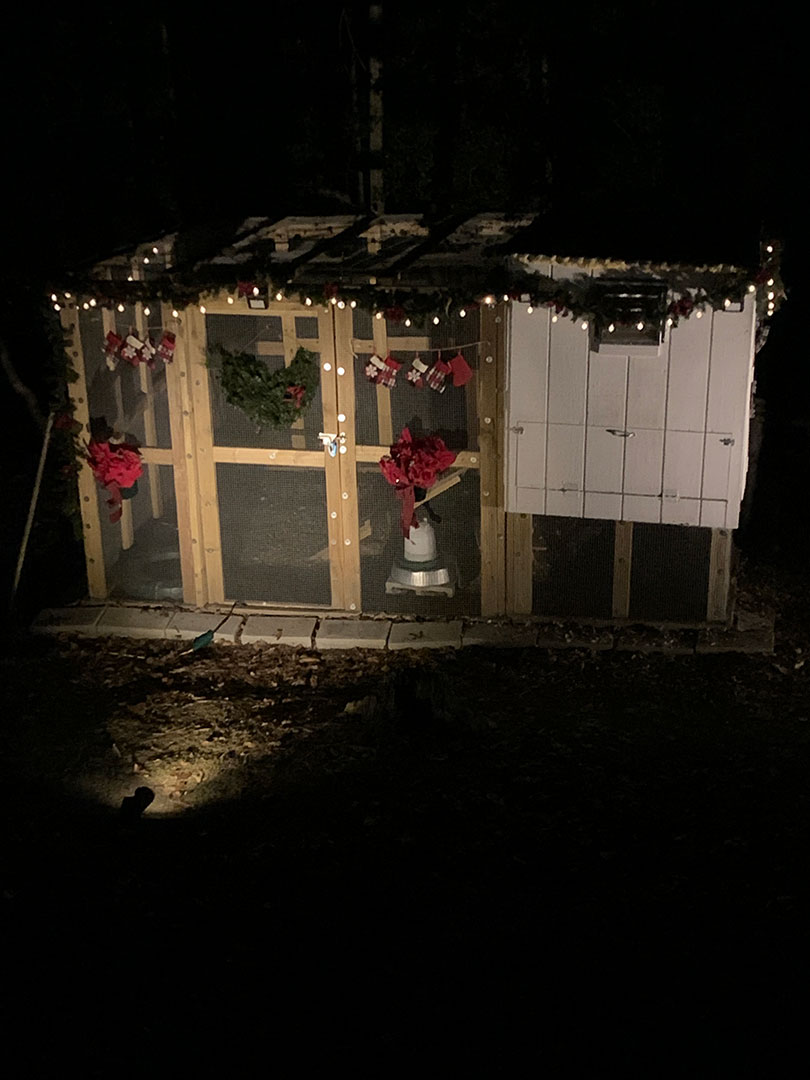 Jeannette Modic - Chicken Coop decorated with garlands, bows, holiday lights, and stockings