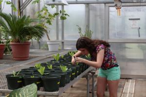 women collecting samples from plants in a greenhouse