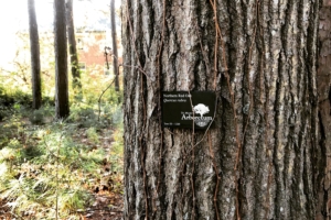Northern Red Oak bark with Arboretum Tag 